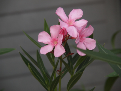 [Three five-petaled pink flowers atop long, thin-leafed green stems. The middle of the flowers are also pink.]